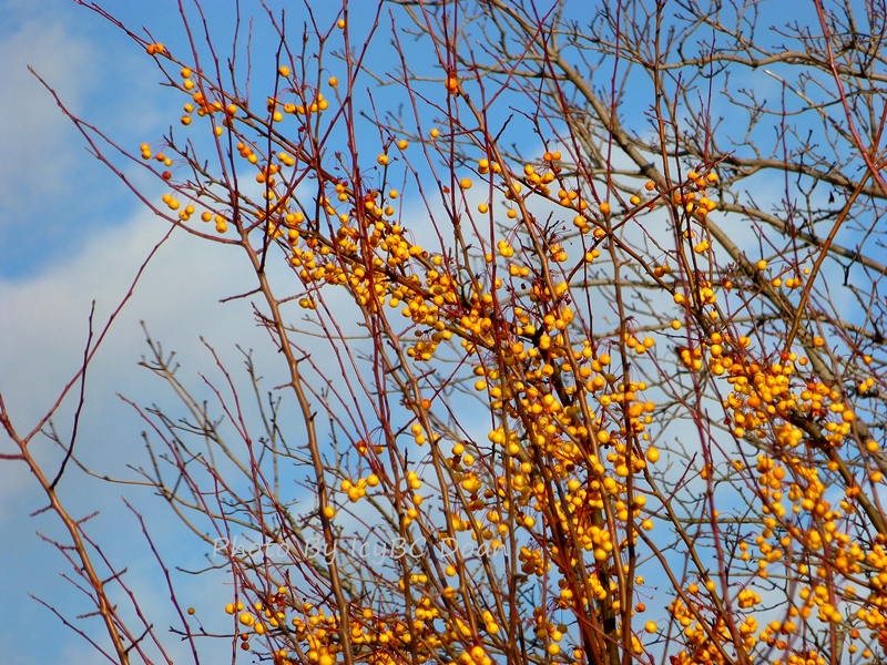 Tree With Yellow Berries