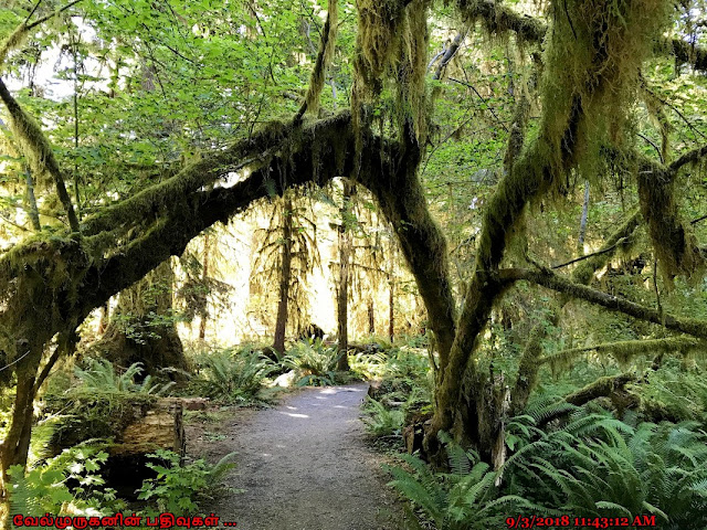 Olympic National Park Pacific Northwest