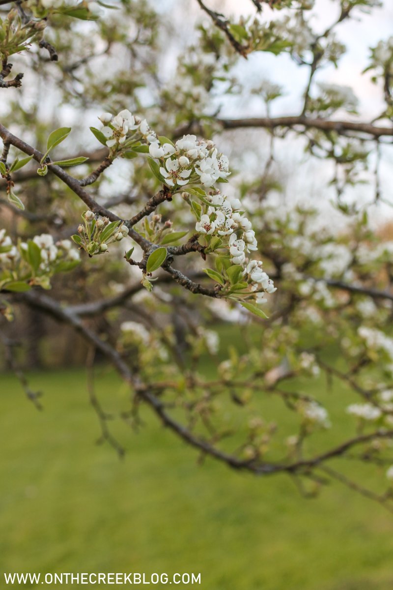 Pear Blossoms + Bartlett Pear Recipes | On The Creek Blog