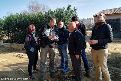 Observant a la guia com diferenciar fàcilment tórtores turques, tudons i coloms