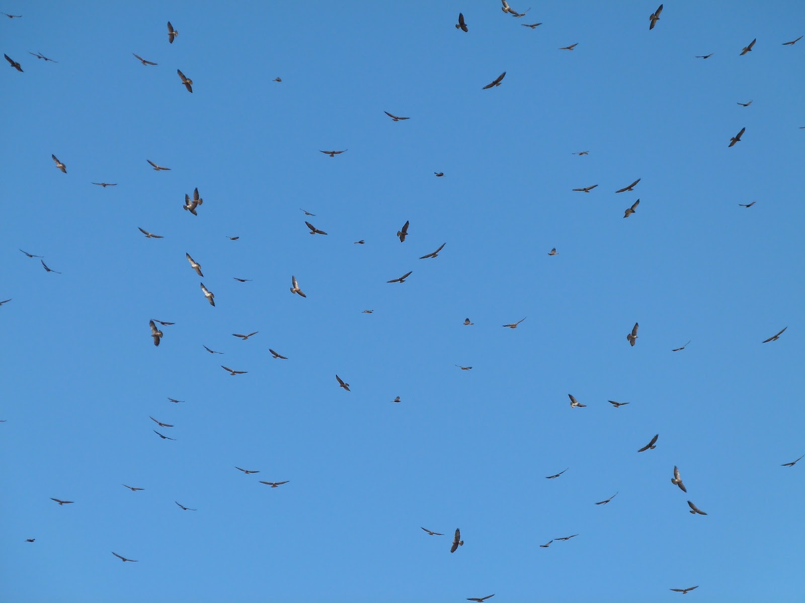 Borrego Valley Hawkwatch Biggest Day of the YearALERT for Tomorrow