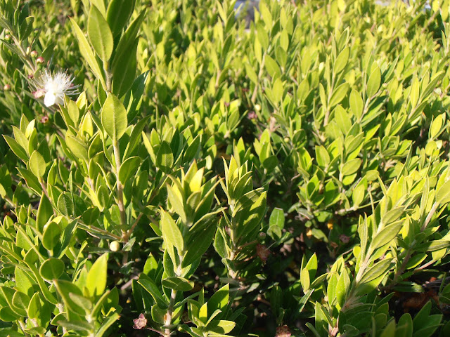 ARRAYÁN: Myrtus communis | Plantas rioMoros