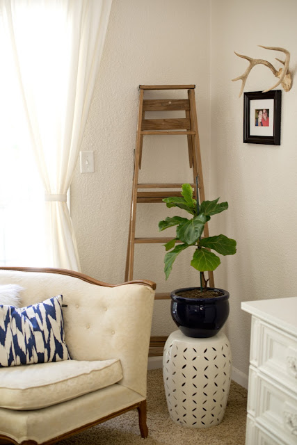 Fiddle Leaf Fig Tree