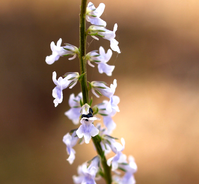 PLANTAS SILVESTRES QUE FLORECEN EN PRIMAVERA