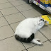 Gato invade mercado, tenta roubar ração de gato mas acaba dormindo