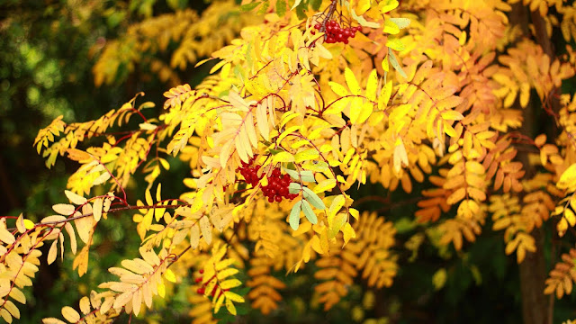 Wallpaper image of Rowan Leaves