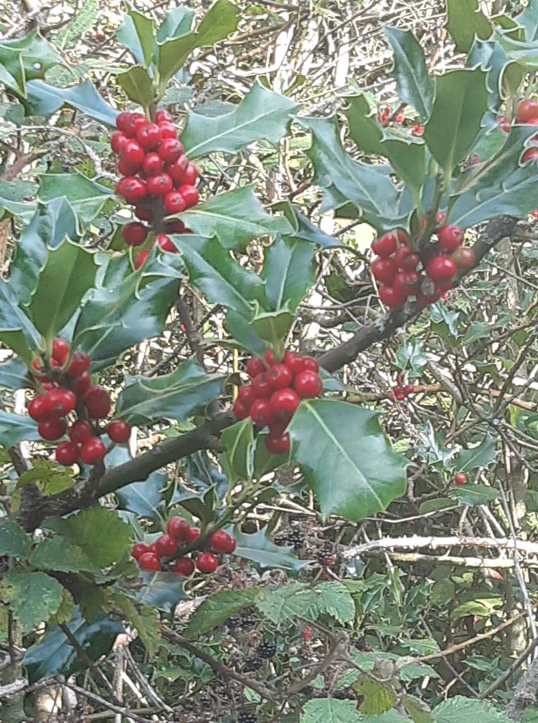 berry bush