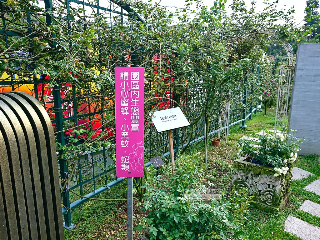 苗栗景點,雅聞七里香玫瑰森林,苗栗親子旅遊