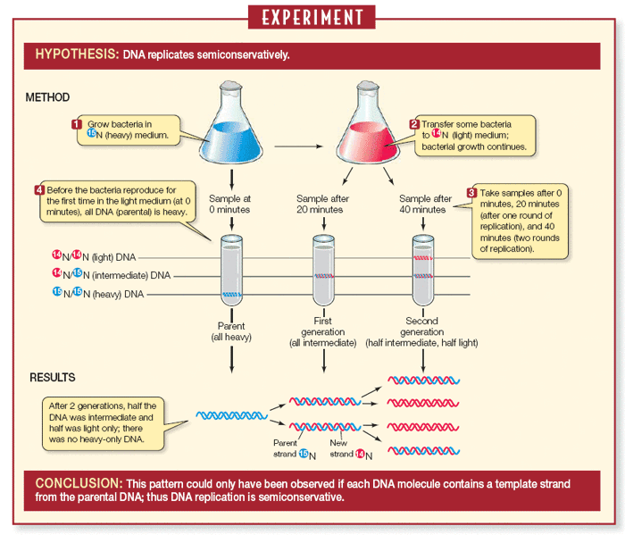 Knowledge Class DNA Replication