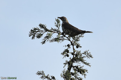 Griva (Turdus viscivorus)