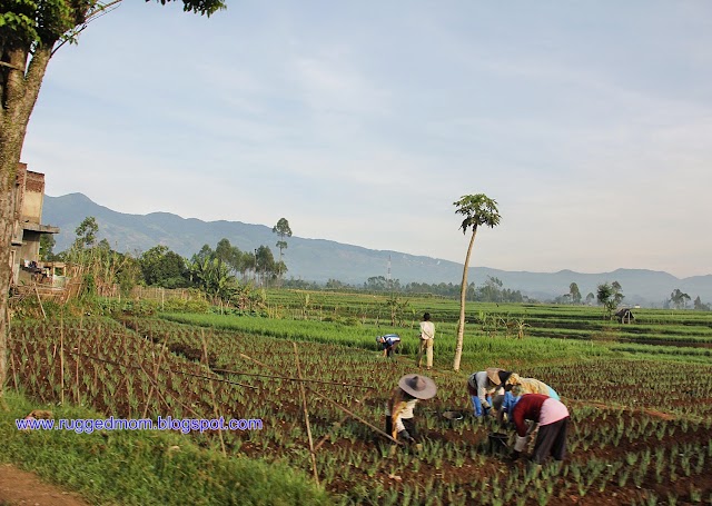 Keindahan Gunung Papandayan di Garut