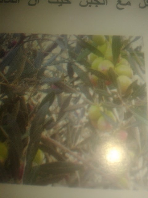 أعشاب طبية أسرار شجرة الزيتون