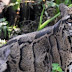 People Spotted An 'Extinct' Taiwanese Leopard Whose Species Had Disappeared Since 1983