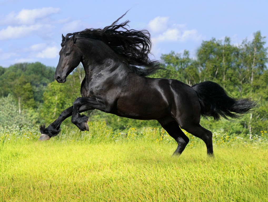Tiverte Beautiful Horse Wallpapers In Black White Wild Desktop
