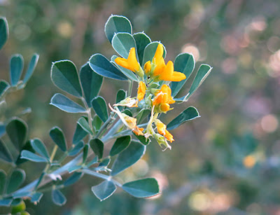 Medicago (Medicago arborea) flor silvestre amarilla
