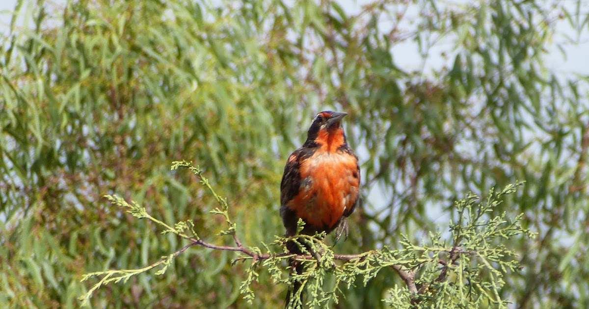 Fernando Ruz La Loika, Graciela Huinao
