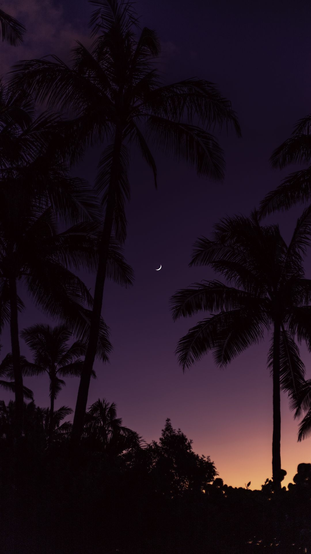 Palm Trees, Night, Moon, Sunset