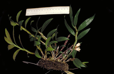 Dendrobium platygastrium care and culture