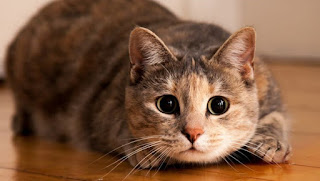 6+ Arti Mimpi Diserang Kucing