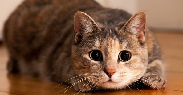 99 Arti mimpi diserang kucing Hitam, Putih Besar dan Banyak Terlengkap