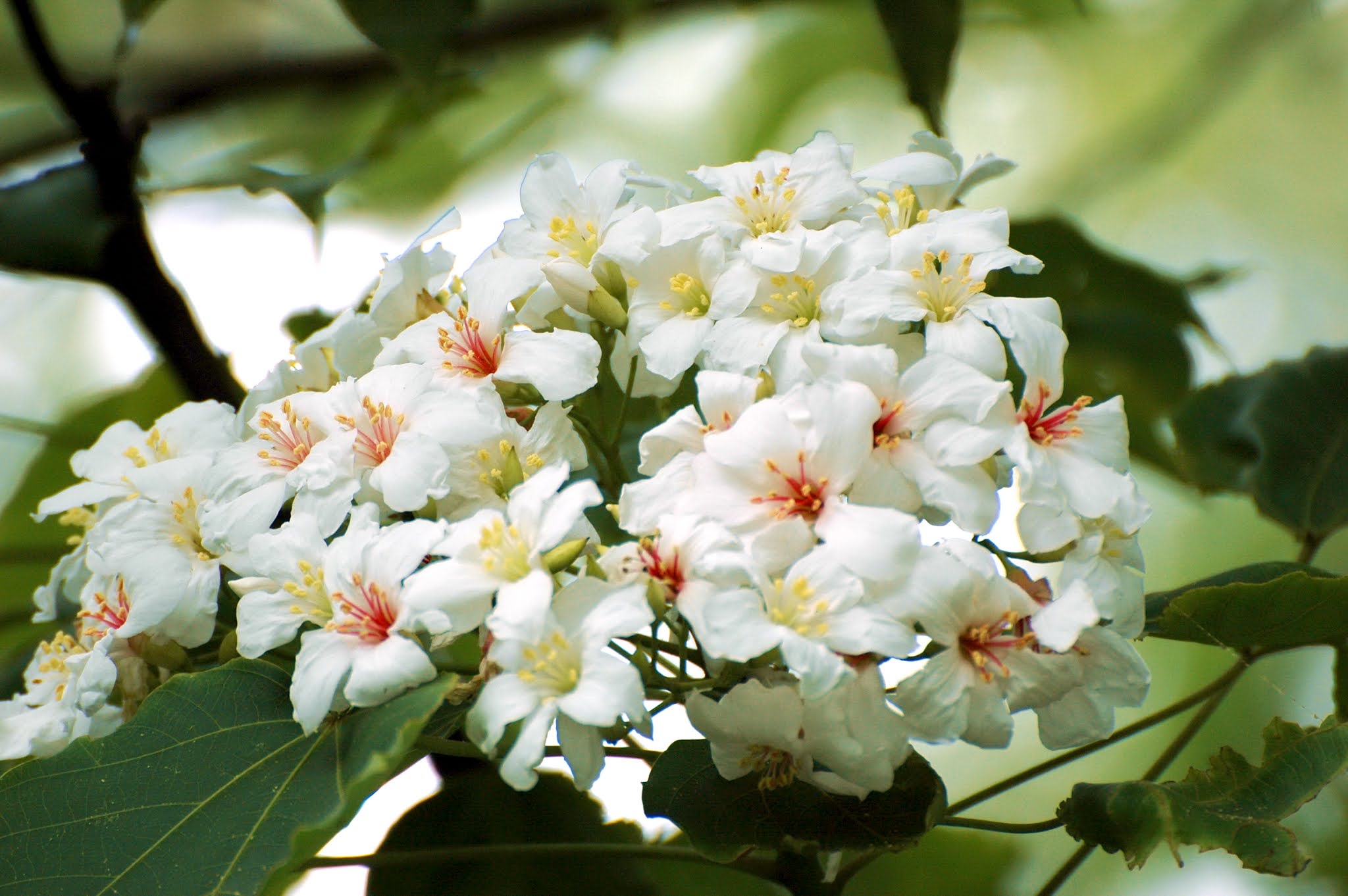 Tammany Family: Tung Oil Industry's Headstart