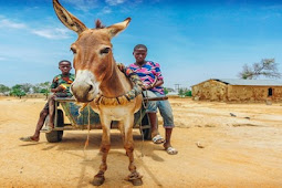 مدينة اسبانية تحدد الوزن الاقصى لراكبي الحمير