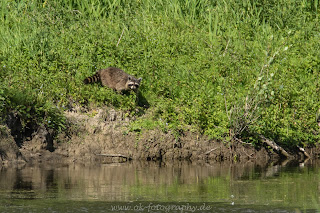 Naturfotografie Tierfotografie wildlife Waschbär