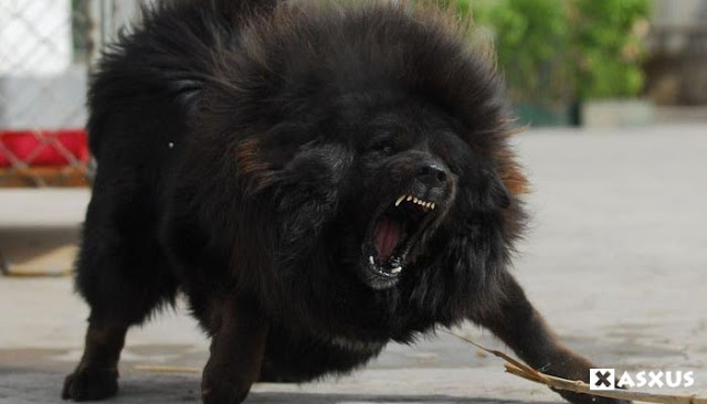 10 Jenis Anjing Terbesar Di Dunia Saat Ini Xasxus Com