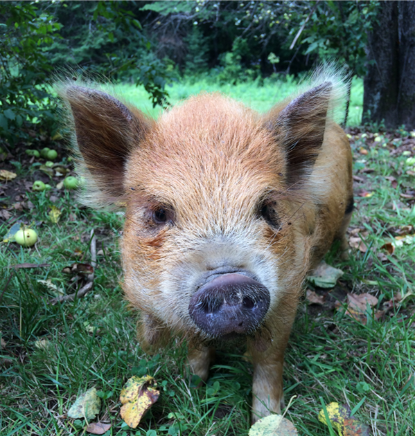 School of Good Books How to Put a Pig into a Harness Pig Tales Part 4