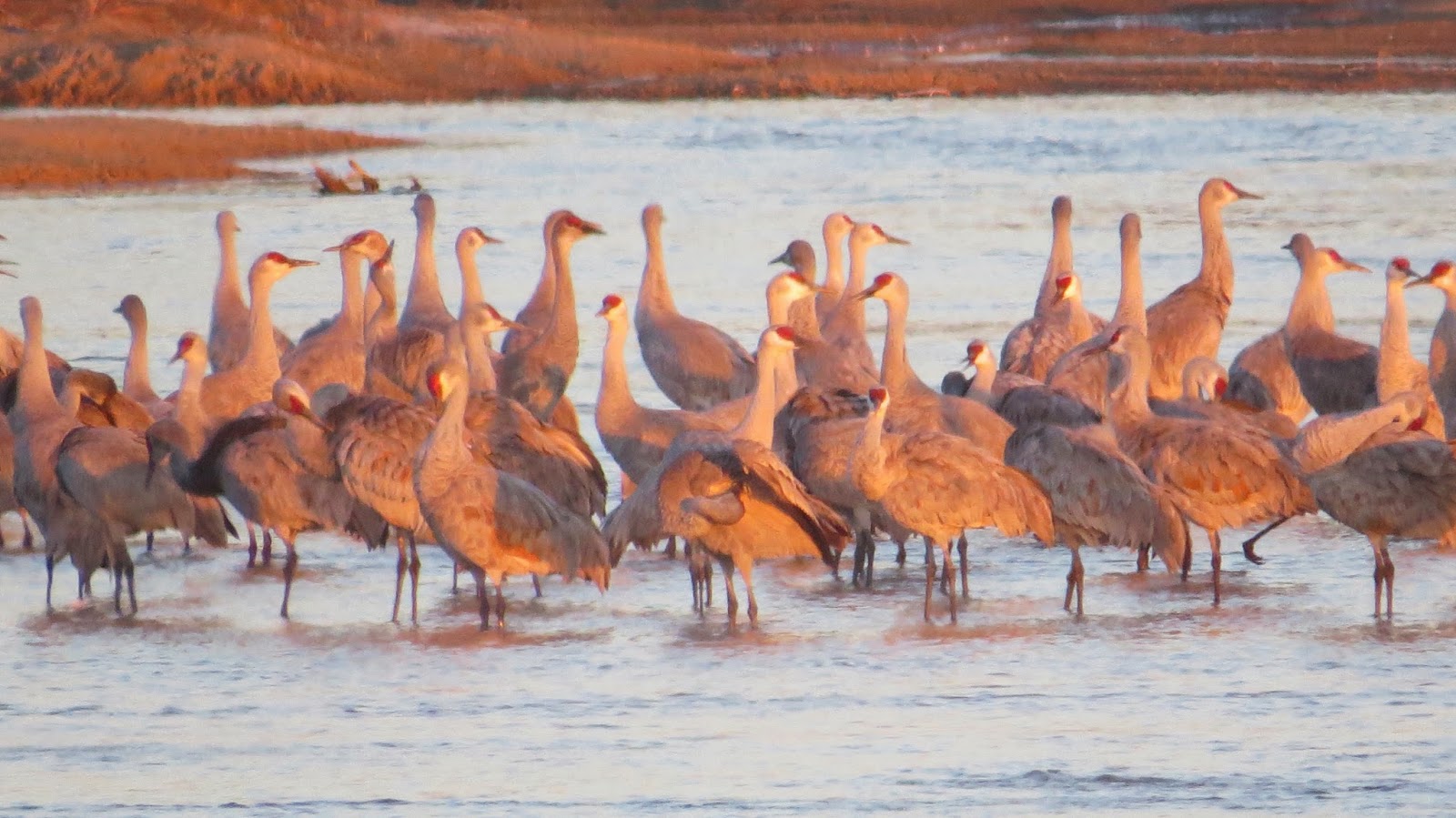 Penelopedia Nature and Garden in Southern Minnesota Sandhill Cranes