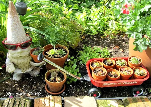 Junk Garden Ideas for Sempervivums (Hen & Chicks)