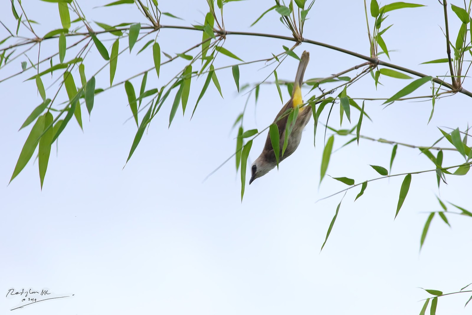 Birds and Nature Photography Raub Birds on Bamboo part 2