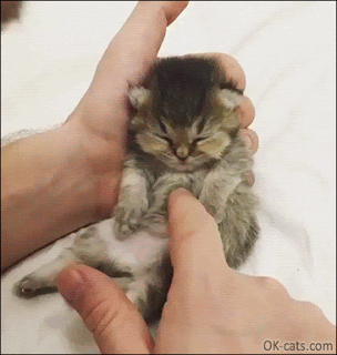 Cute Kitten GIF • Awwdorable tiny kitty sleeping in human hand, yawning and stretching [ok-cats.com]