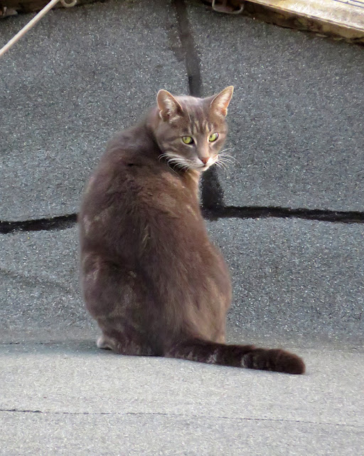 Cat on the roof of a parking, Via Borsi, Livorno