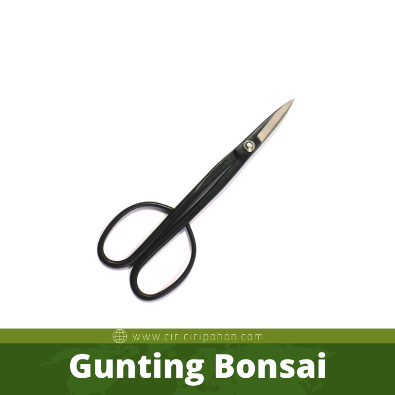 Gunting Bonsai