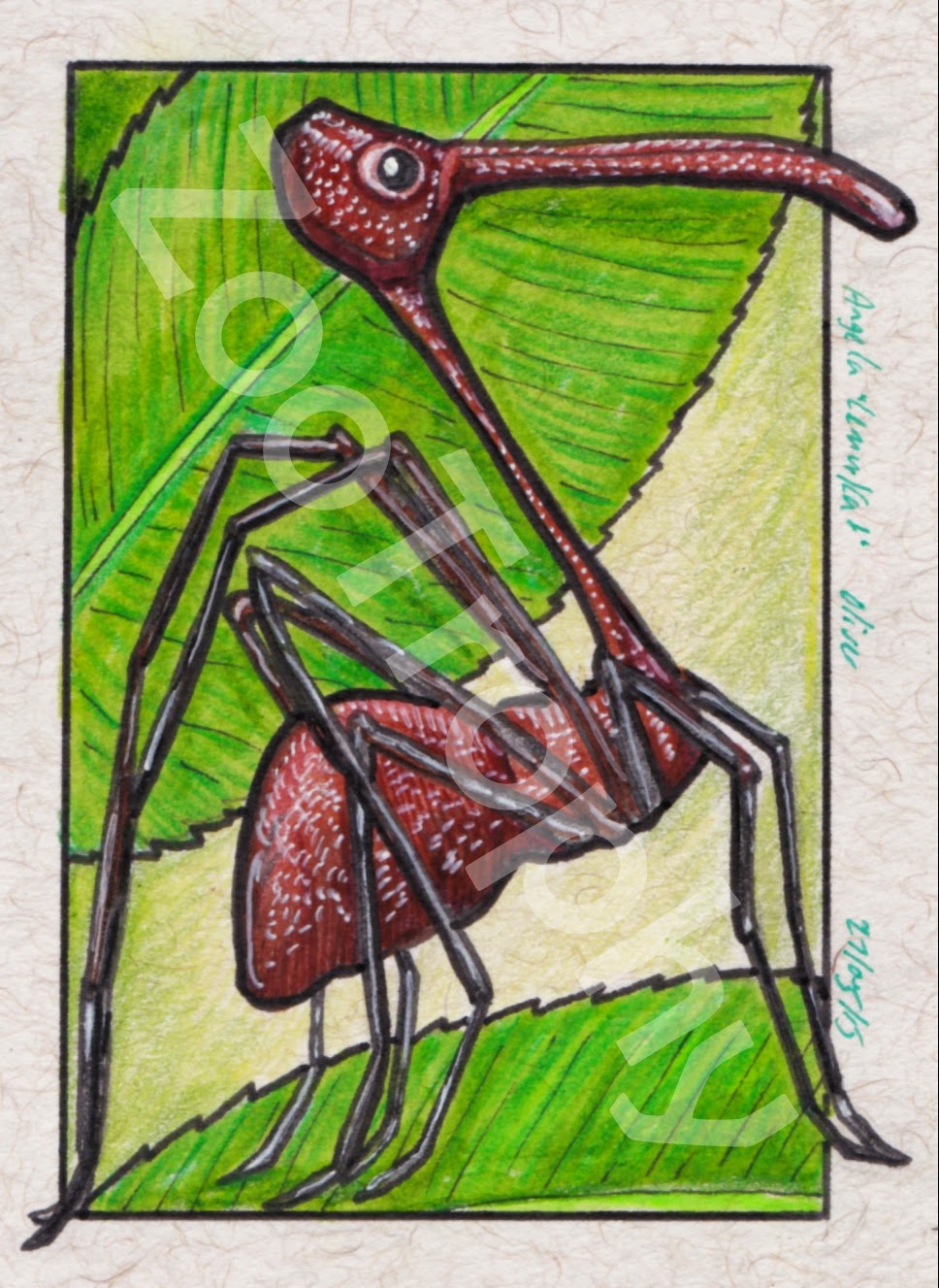ZooTrophy AnimalaDay Database Creature Feature 579 Pelican Spider