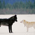 He Watched Helplessly As A Wild Wolf Approached His Dog. Then Something Incredible Happened.