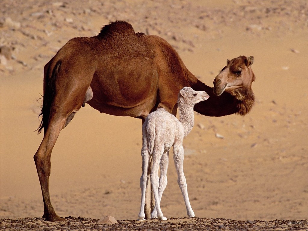 Welcome to Animal Cognizance: Mother and Baby Animal Photograph Layout