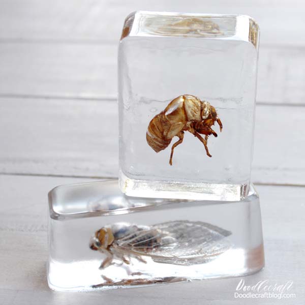 Cicadas in resin for the perfect clear resin specimen art