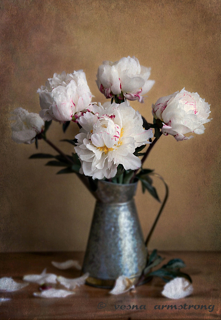 Still Life With White Peonies