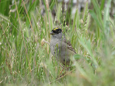 Sacramento National Wildlife Refuge California birding