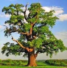 CROMAMENTALES: COMO REPARAR SUS MUEBLES PASO 1 TIPOS DE MADERAS