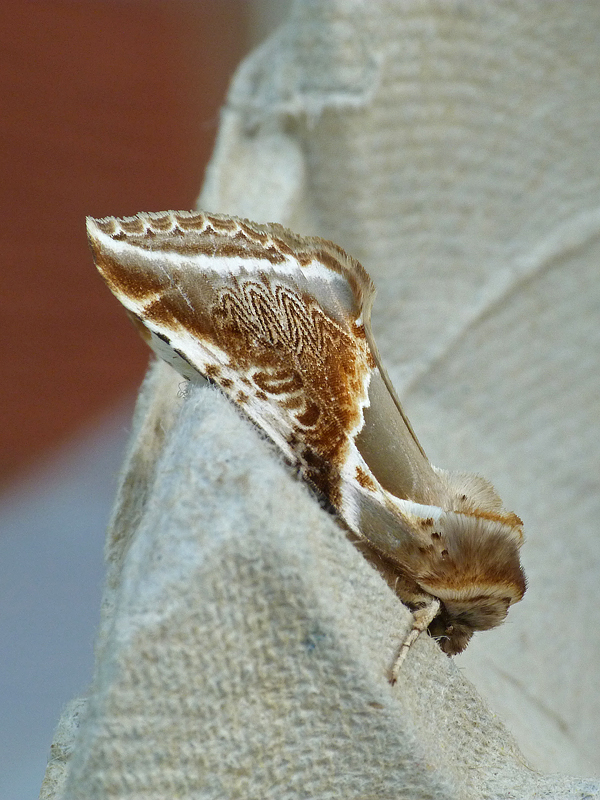 The Garden Moth Challenge Whetstone, Leics. Update