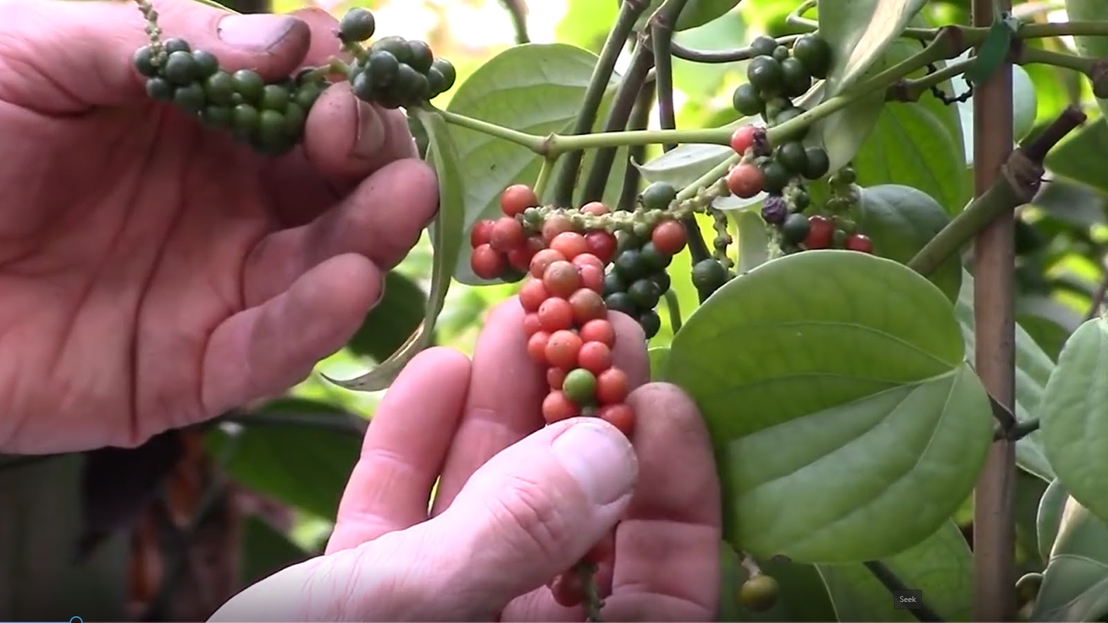 Black Pepper Farming in India काली मिर्च की खेती भारत में