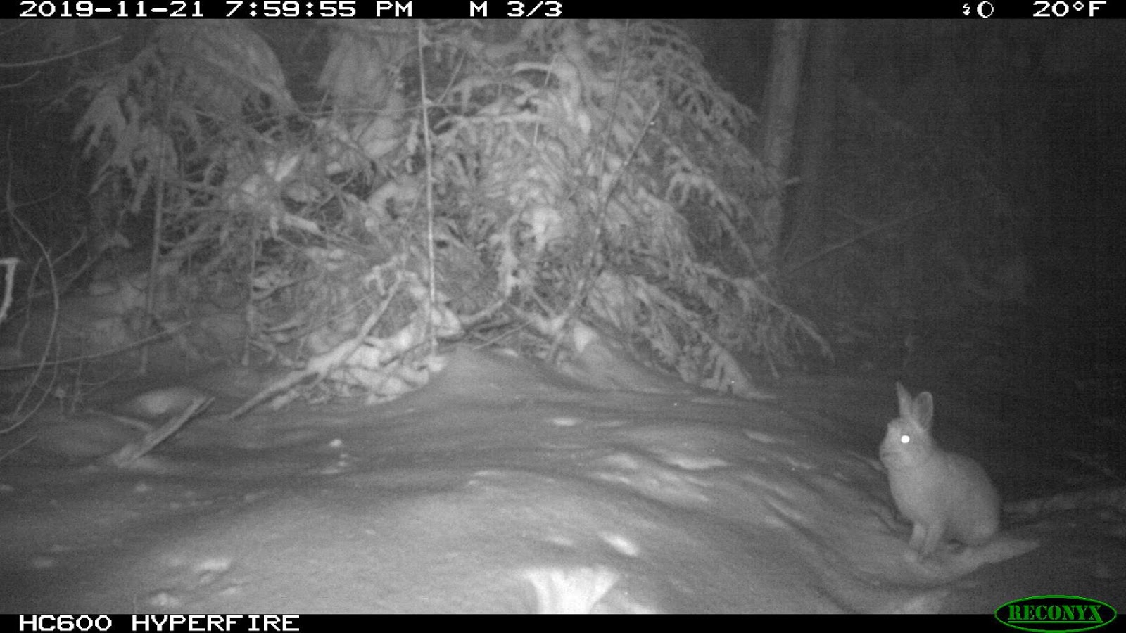 Ain't Life Wild? The lynx and the hare story