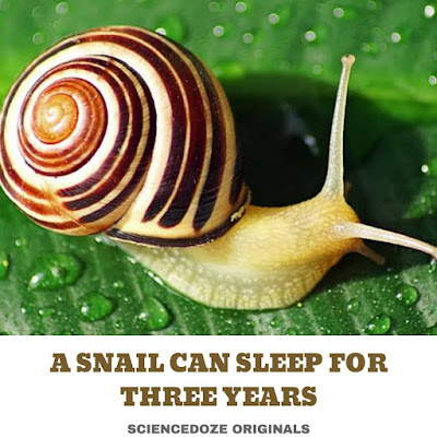 Snail facts