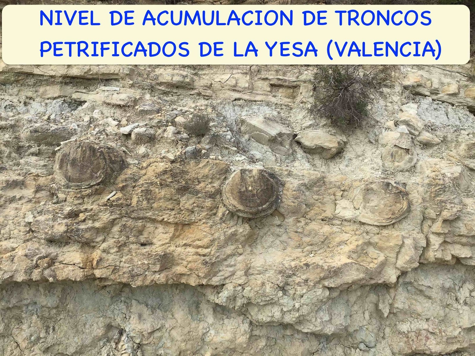 Mi Geoblog Geologia Y Mas El Bosque Petrificado De La Yesa