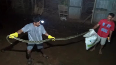Desa Kalijering Digegerkan Dengan Penangkapan Ular Pithon Sepanjang 2,5 meter