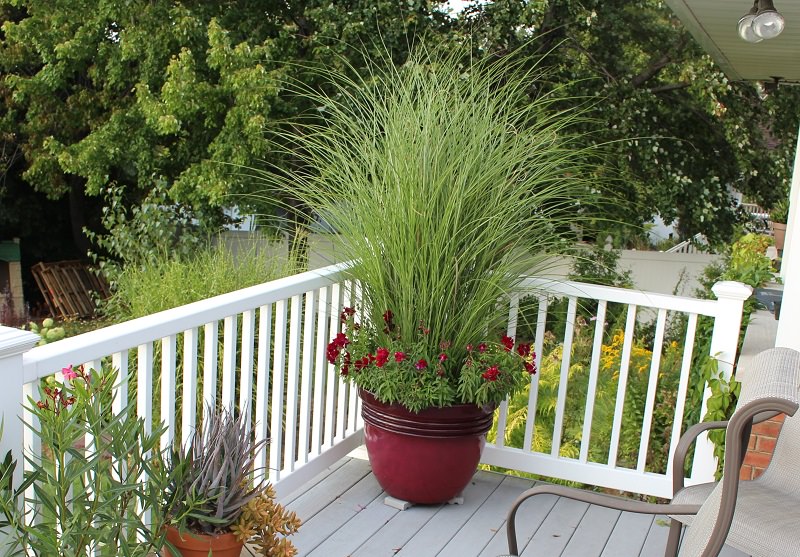 Bilal Mirza's World Best Ornamental Grasses for Containers