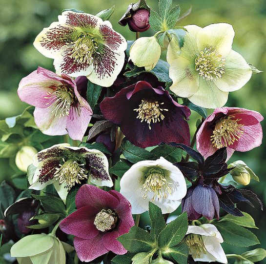 Lenten Roses In The Backyard? There's a Plan For That.